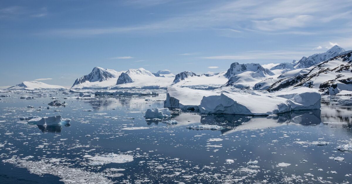 Bezprecedentní objev: jantar potvrzuje, že před 90 miliony let byly v Antarktidě lesy