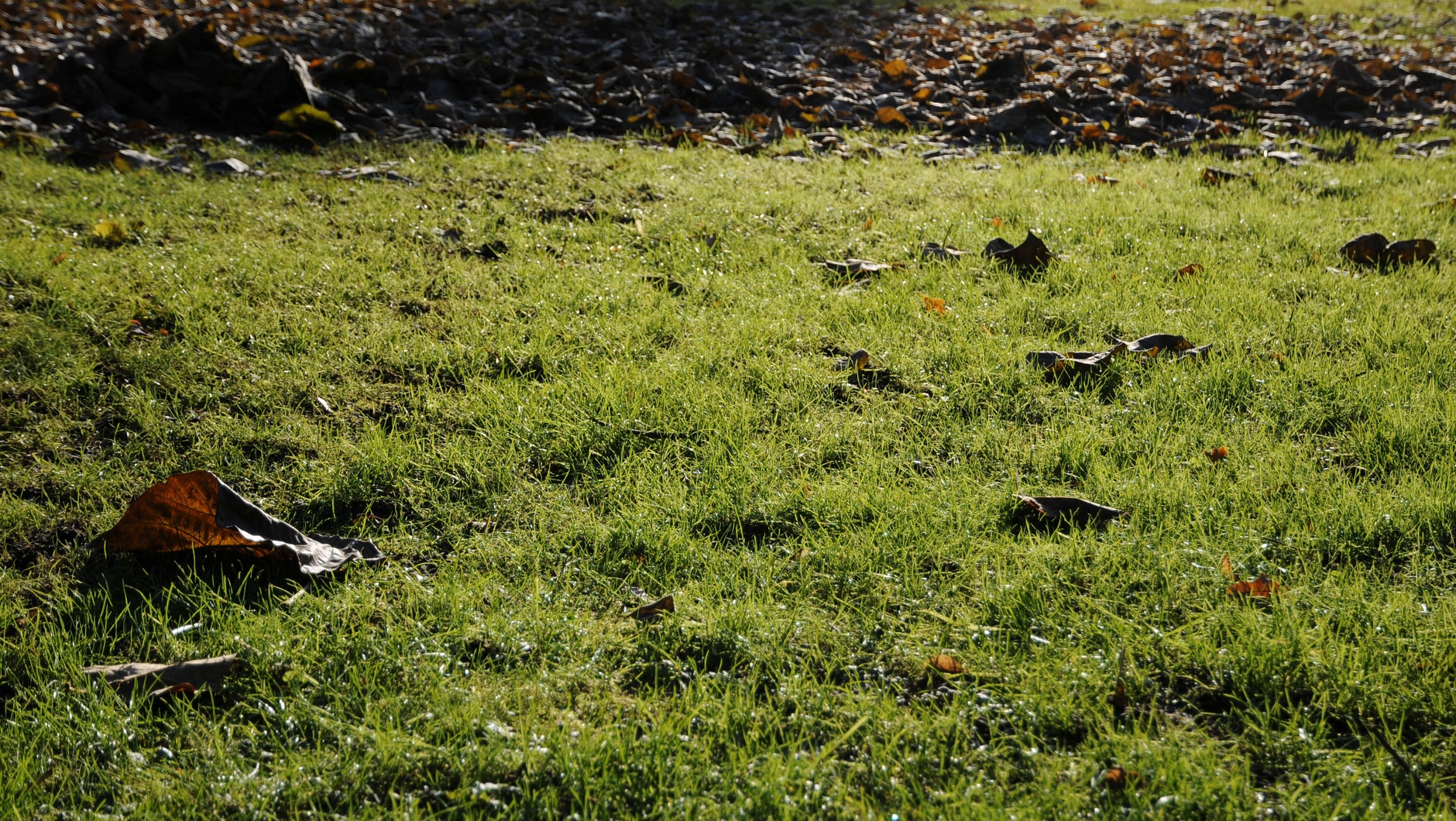 To je to nejhorší, co můžete s trávníkem na podzim udělat. Odborníci varují