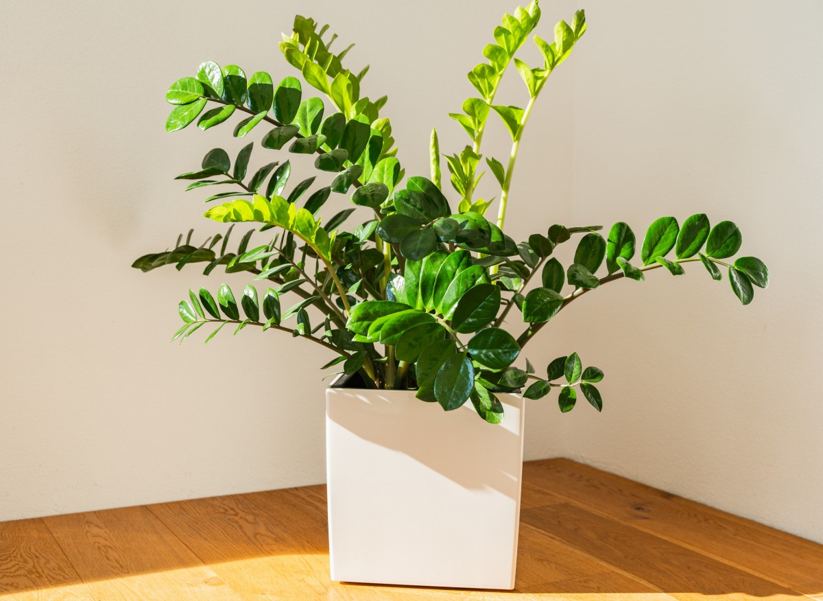 Zamioculcas poroste rychleji než kdykoli předtím. Stačí jedno ze tří domácích hnojiv.
