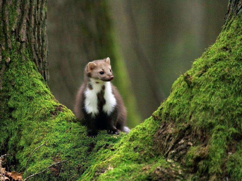 Rozbijte to před domem a kuny zmizí za jednu noc. Odborníci: „Funguje to.“