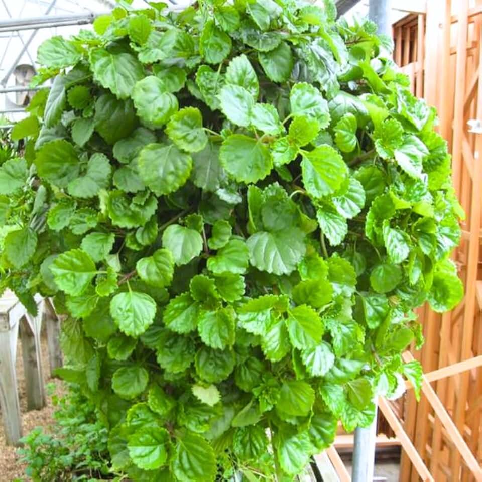 Co podle feng-šuej znamená, když ve vašem domě kvete dolarové stromky?