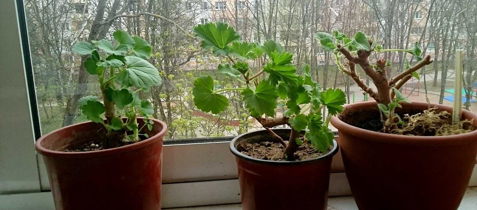 Můj soused, který se věnuje zahradničení, to dělá s muškáty každý říjen a na jaře na nich pak vykvete spousta květů!