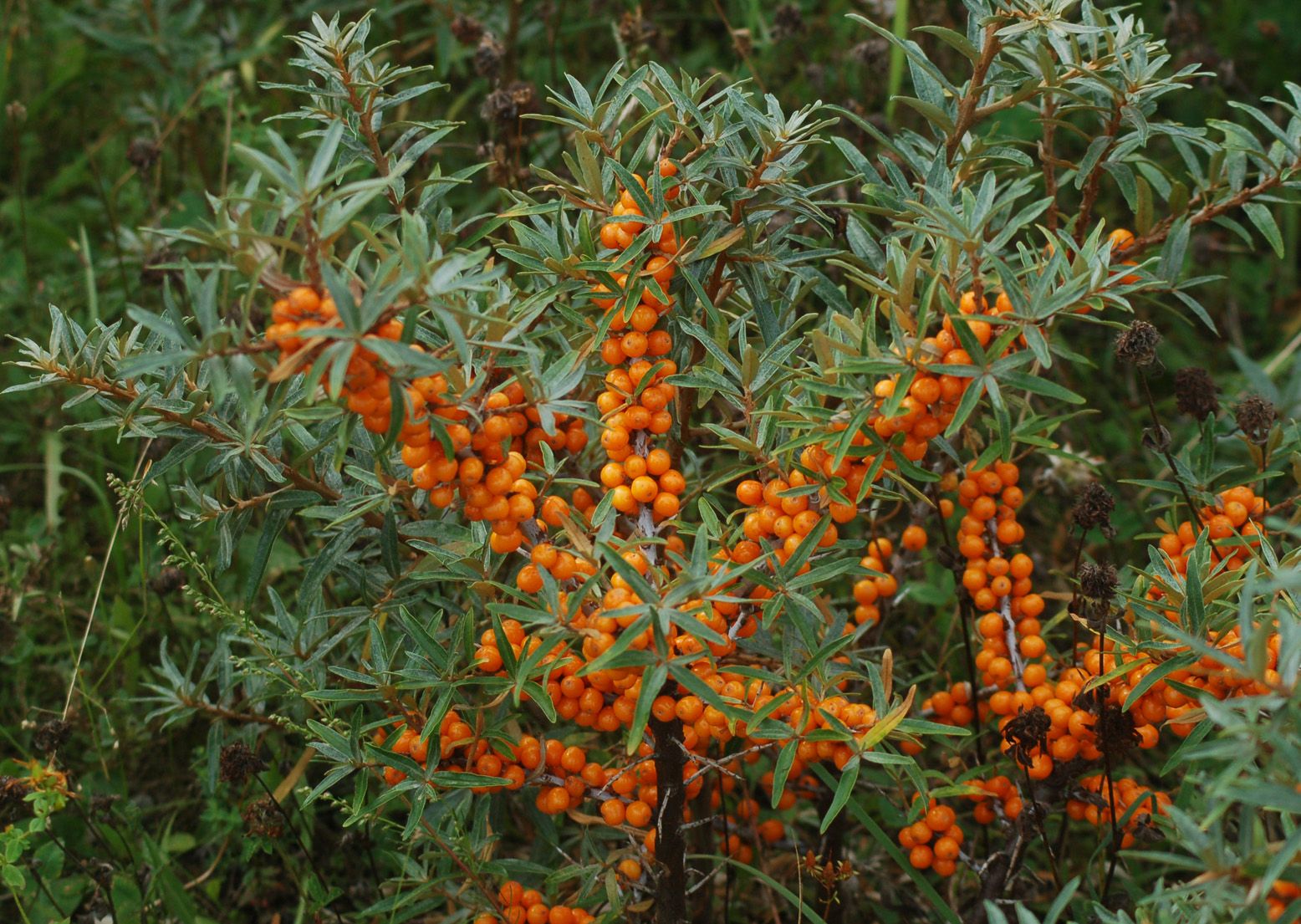 Rychle roste, krásně vypadá, je mrazuvzdorná: to je nejlepší zahradní rostlina