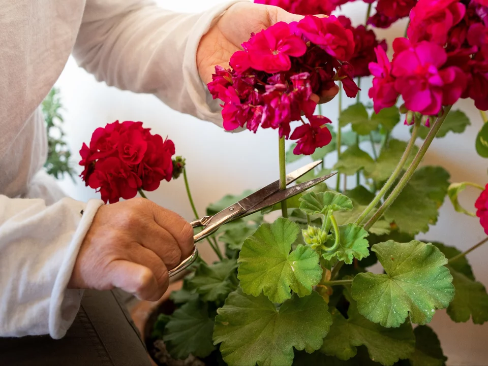Geranium v říjnu: stříhejte metodou „maximálně 20“ – v příští sezóně – pohádka