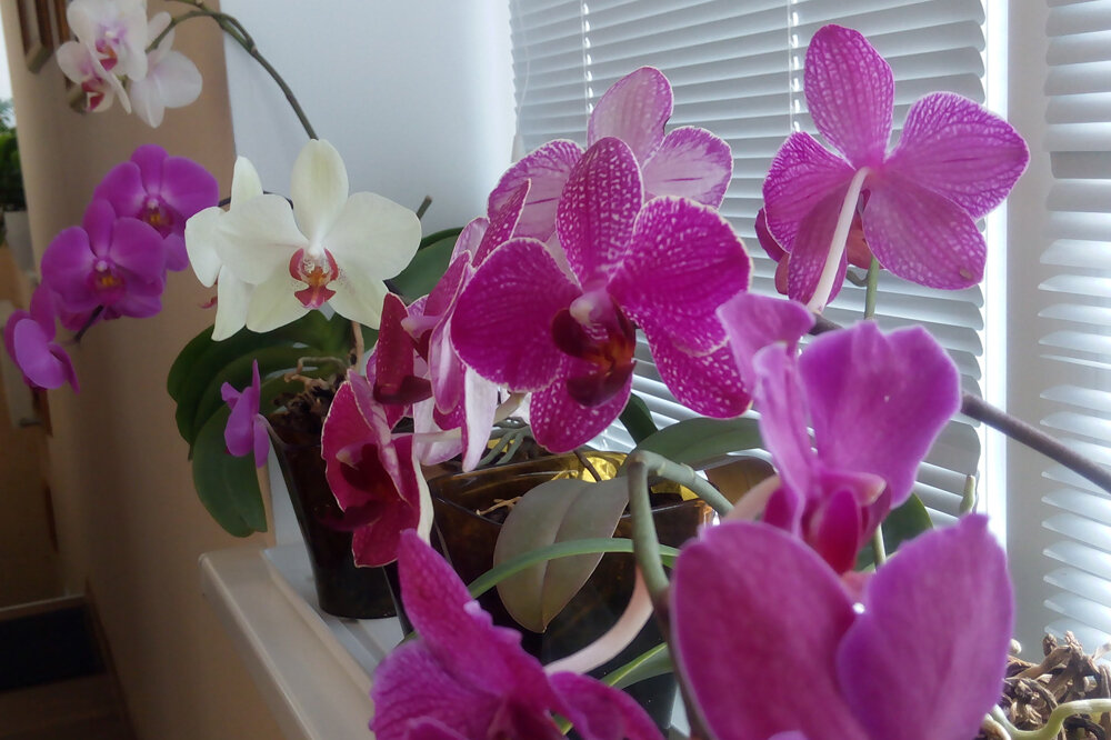 Namočím slupky do vody, přecedím je a získám hotové hnojivo. Orchidejím velmi chutná a pokračují v tvorbě nových poupat.