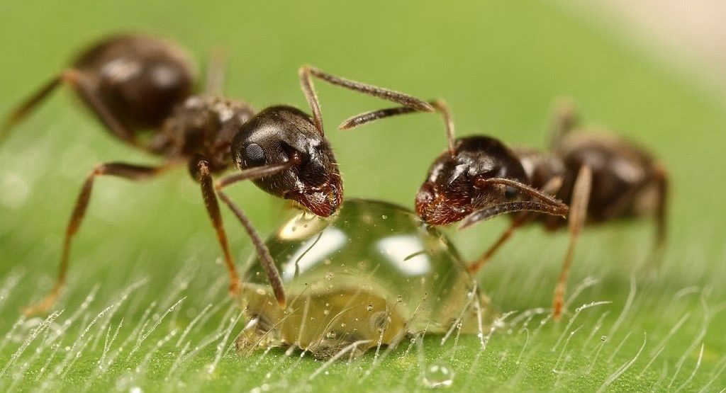 Žádné pasti ani insekticidy: jednoduchý profesionální trik, který vám pomůže zbavit se létajících mravenců ve vaší domácnosti.
