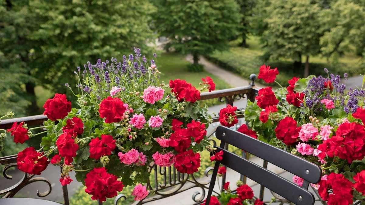 Geranium lze přezimovat pouze tímto způsobem. Na jaře rozkvetou fuchsiovými květy.
