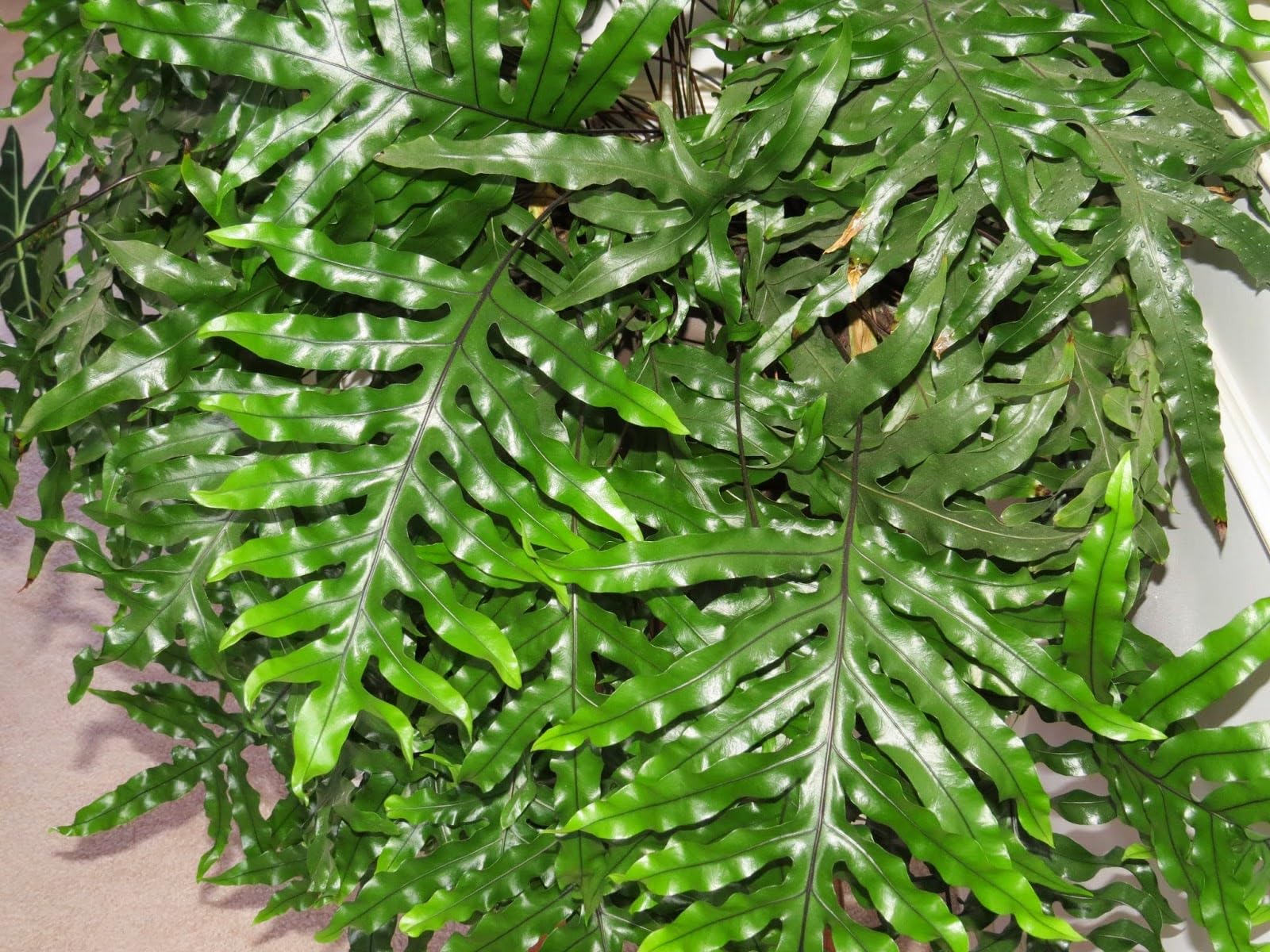 Tato rostlina je krásnější než kapradina a módnější než monstera a rychle si podmaňuje interiéry.