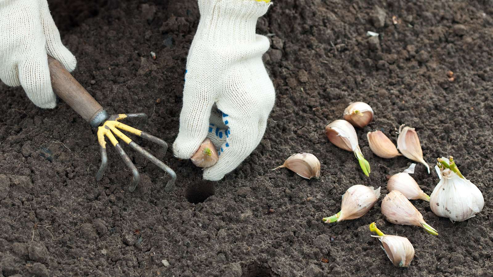 5 druhů zeleniny, které už 15 let vysazuji před zimou – sklízím nejranější úrodu, kterou mi sousedé závidí