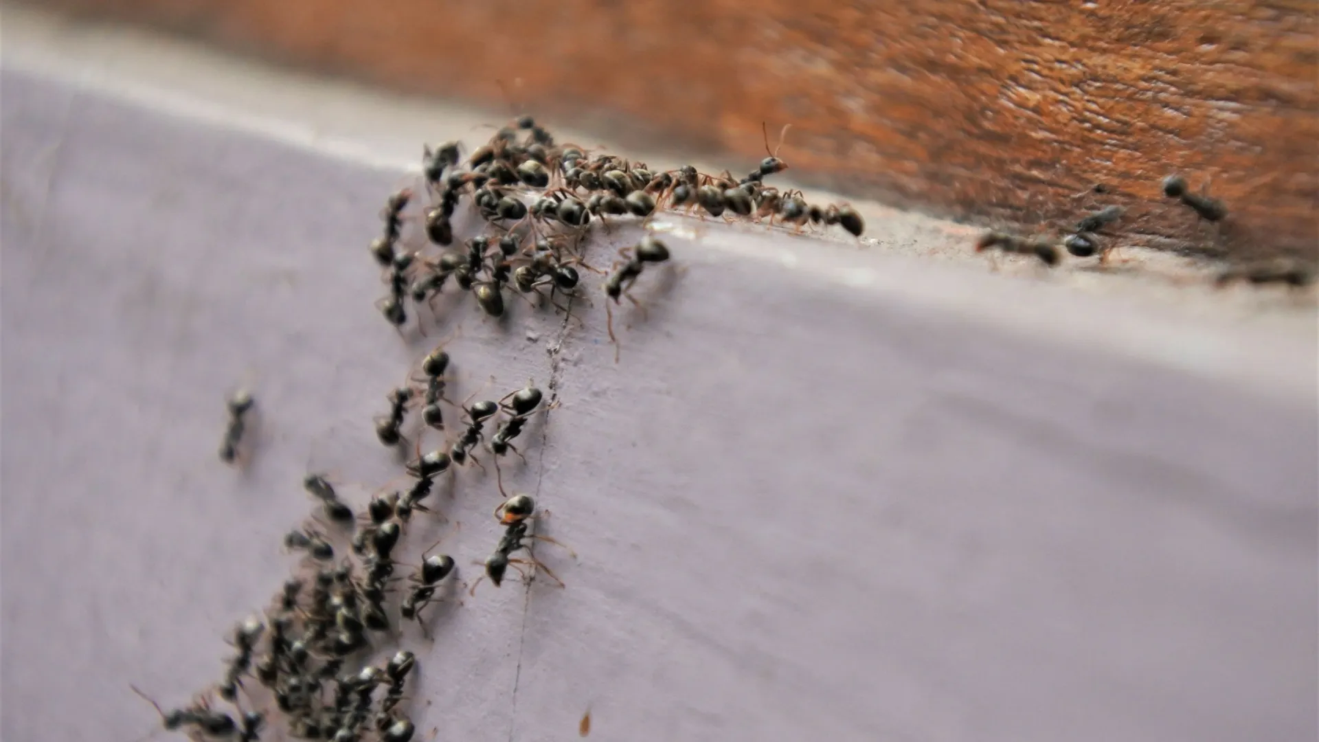 Žádné pasti, žádné insekticidy: jednoduchý profesionální trik, jak se zbavit invaze létajících mravenců ve vašem domě