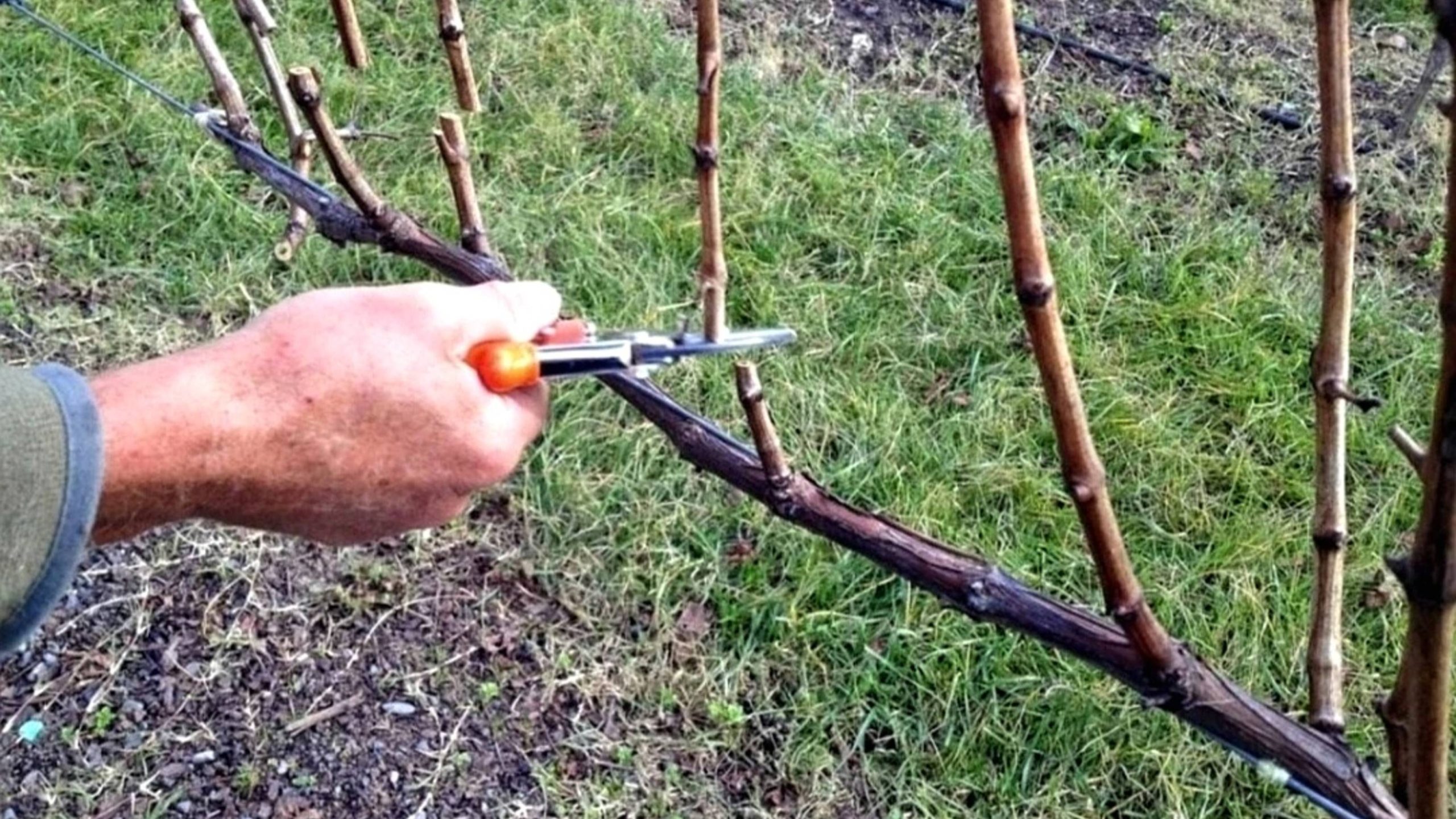 Jak prořezávat révu na zimu: jak na to správně