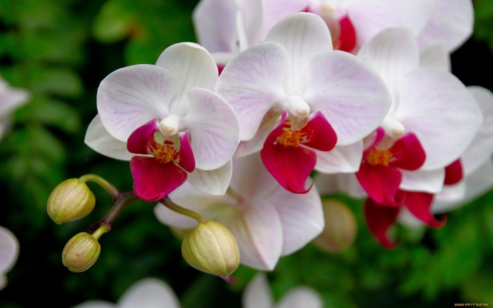 Vaše orchidej roste jen listy a kořeny? Takto ji konečně přimějete k rozkvětu