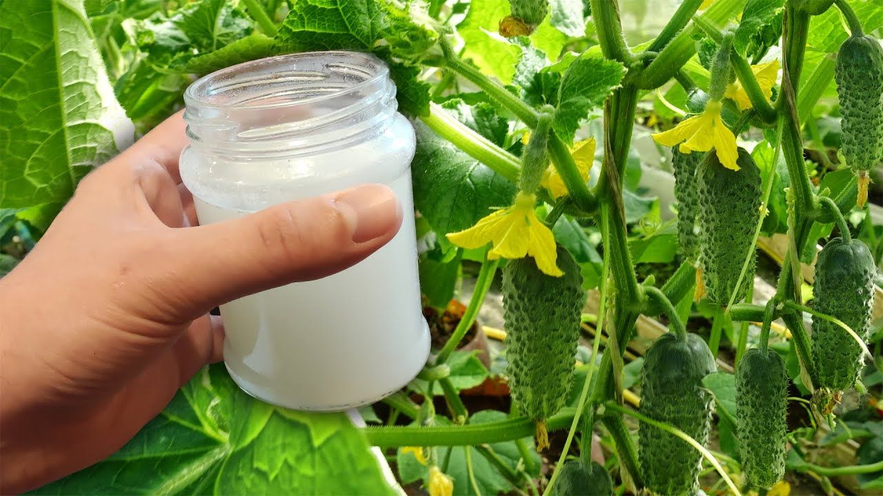 Hospodyně doporučují smíchat okurku s jedlou sodou, aby se zabránilo výskytu švábů.