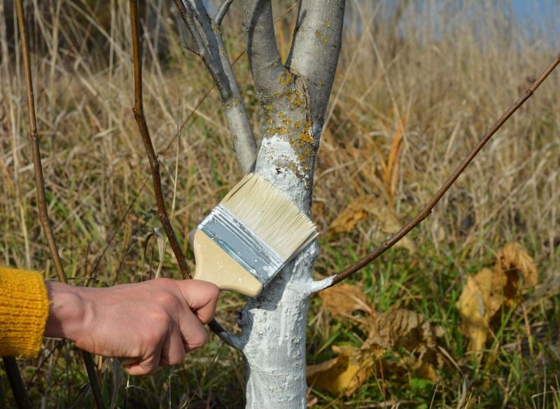 Bělení stromů – tradice nebo nutnost. Je nutné bělit mladé ovocné stromy?