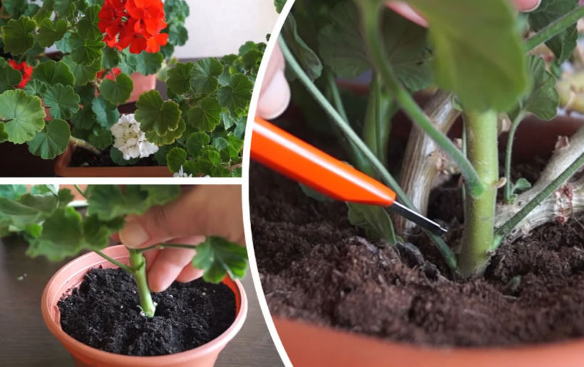 Geranium v říjnu: stříhejte metodou „maximálně 20“ – v příští sezóně – pohádka