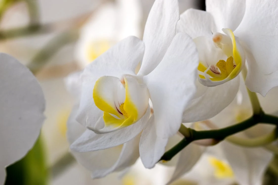 Jednoduchý trik, který pomůže vaší orchideji kvést rok co rok