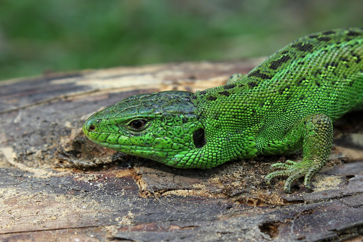 Zjistěte, jak malé genetické změny řídí evoluci ještěrek