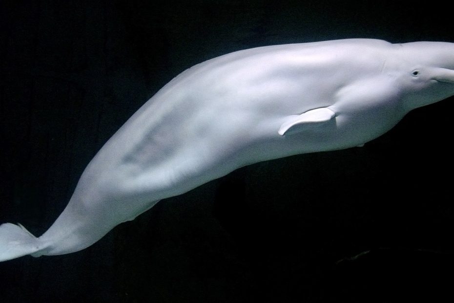 Kanada blokuje přepravu beluh do čínského akvária; Marineland varuje, že mohou zemřít