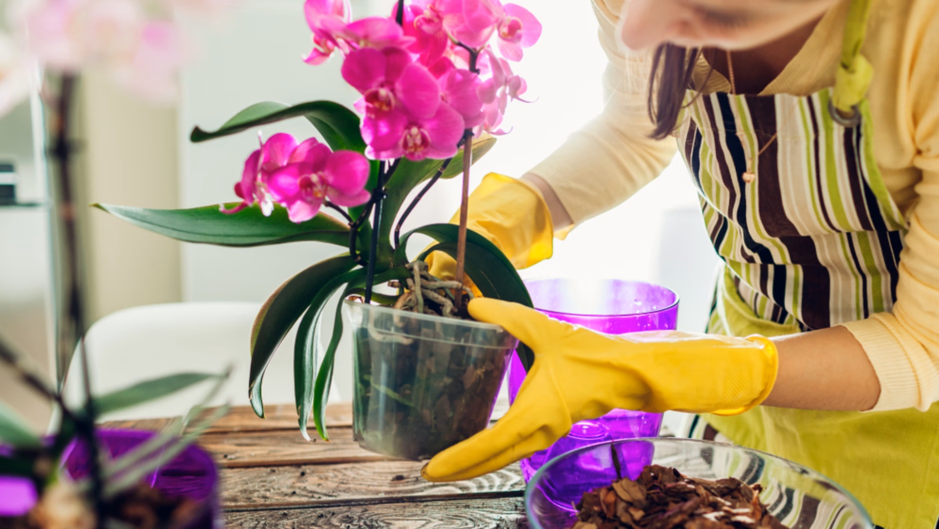 Zalijte orchidej a bude růst jako bláznivá. Stačí jedna ingredience