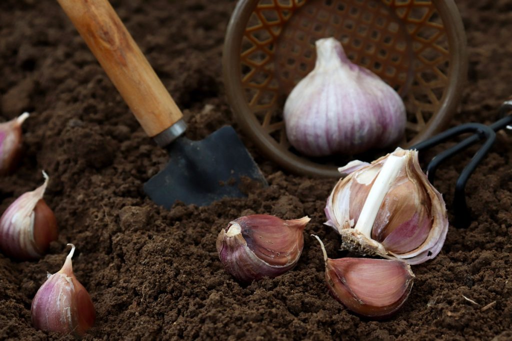 Nalijte půl čajové lžičky do orchideje. První poupě se objeví za 3 týdny.