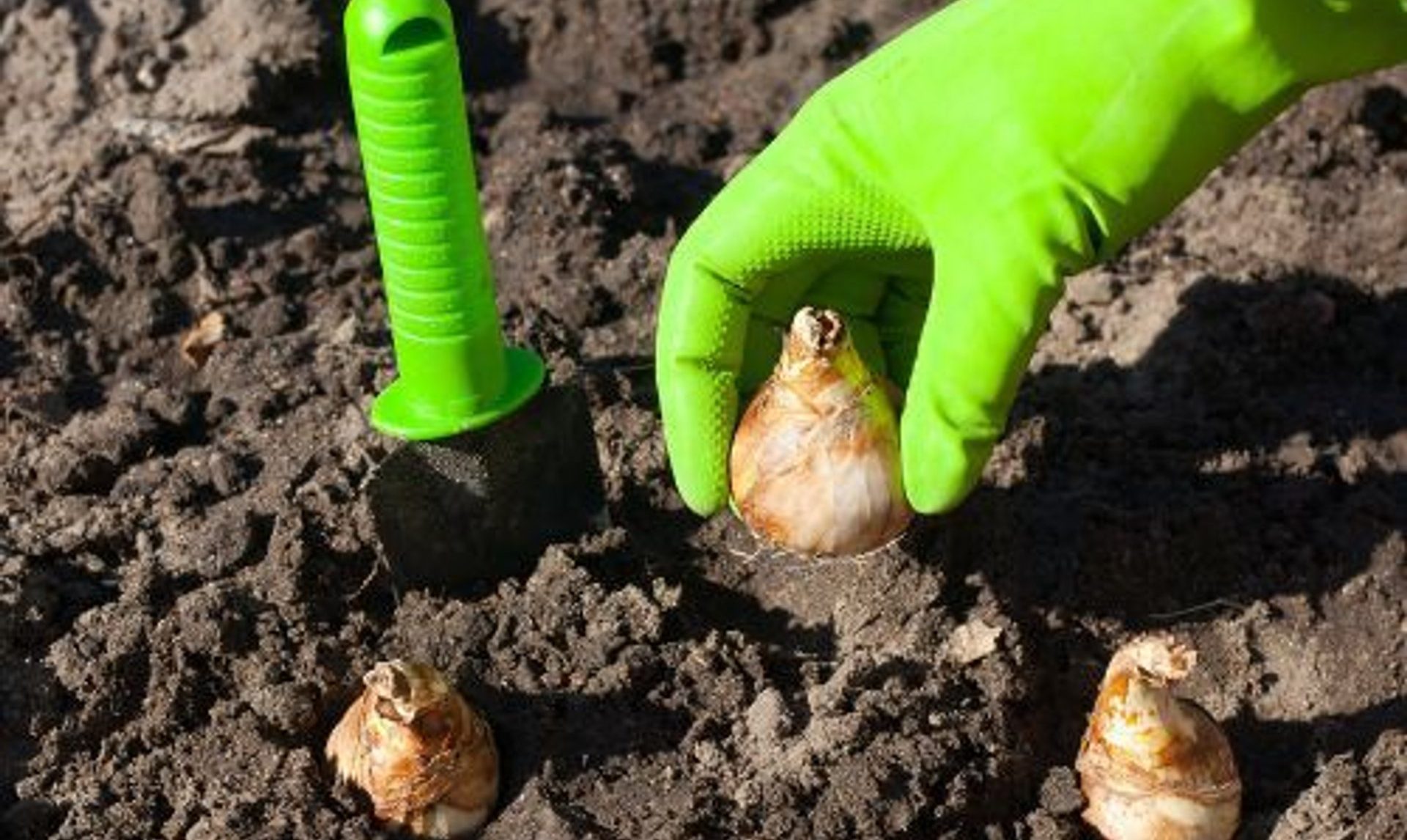 Zasaďte je v říjnu. Na jaře vám budou sousedé závidět