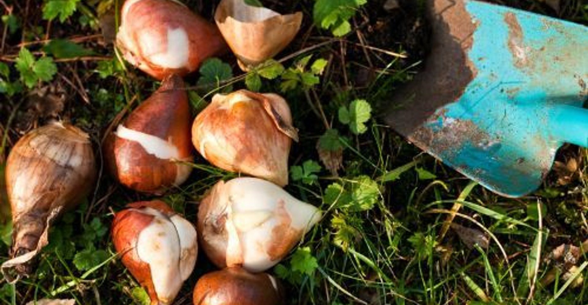 Zasaďte je v říjnu. Na jaře vám budou sousedé závidět