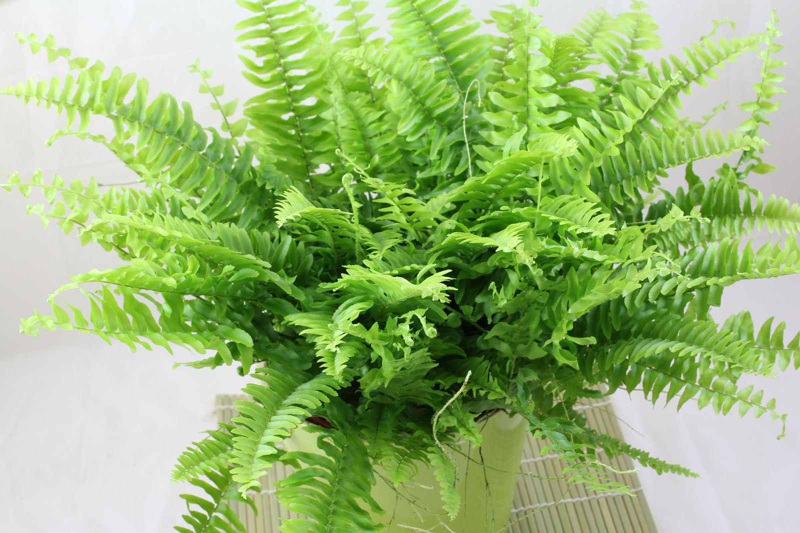 Vaše kapradina vadne před vašima očima? Polijte ji tímto roztokem a rychle se zotaví.