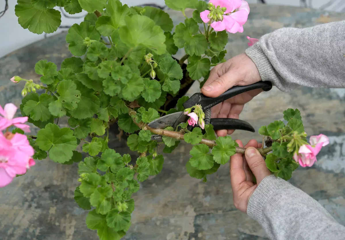 Zimní skladování pelargonií je možné i při pokojové teplotě, bez chladného skladu, ale v ideálních podmínkách mohou kvést celou zimu.