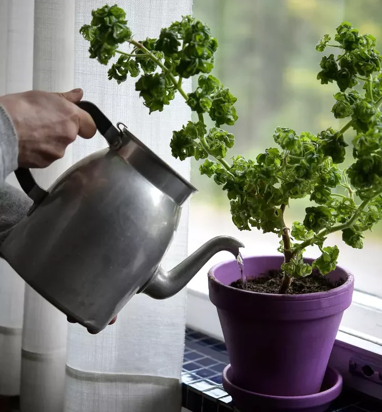 Zimní skladování pelargonií je možné i při pokojové teplotě, bez chladného skladu, ale v ideálních podmínkách mohou kvést celou zimu.