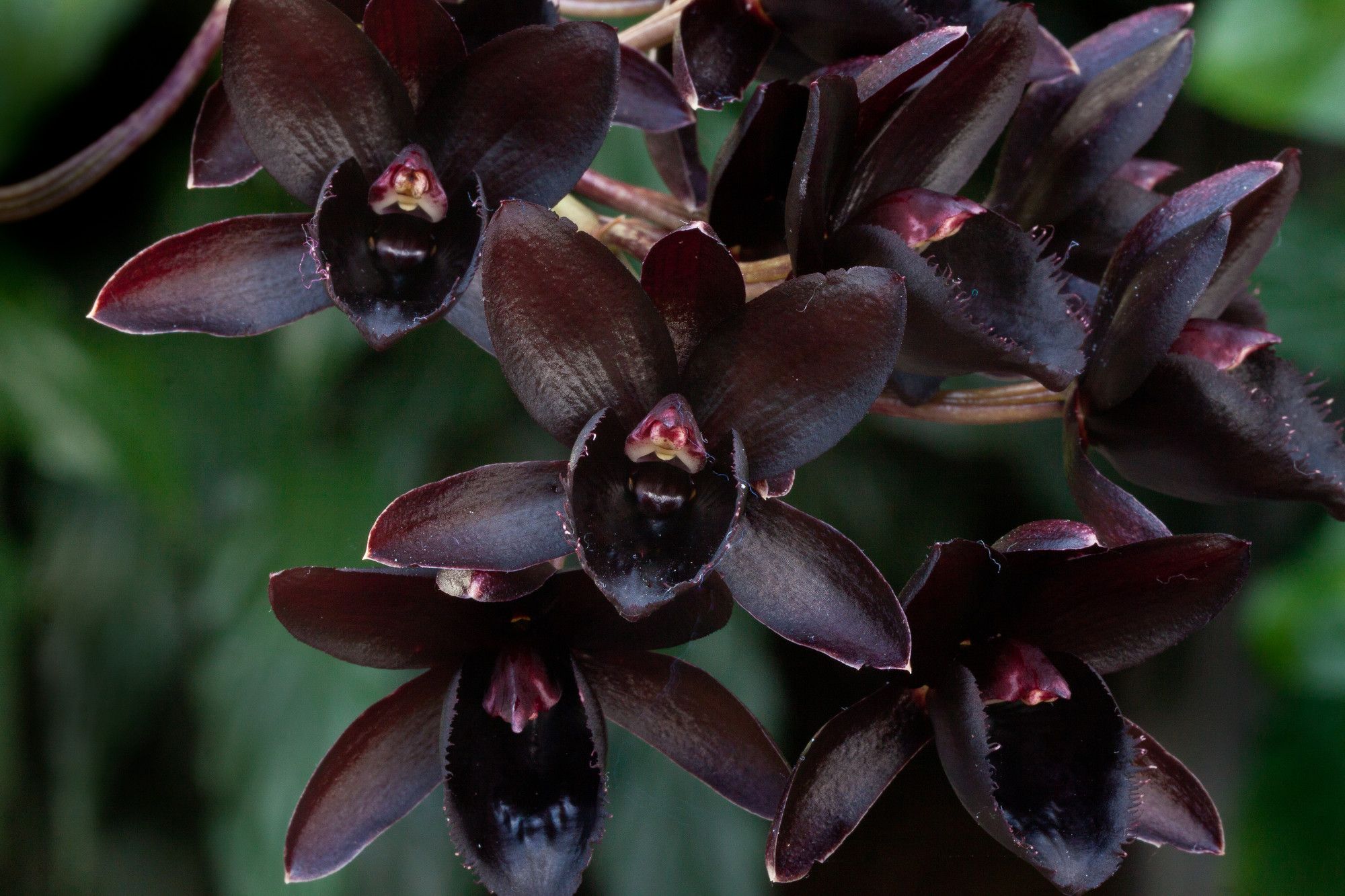 Není růžová ani bílá. Tato orchidej je skutečným hitem mezi květinami