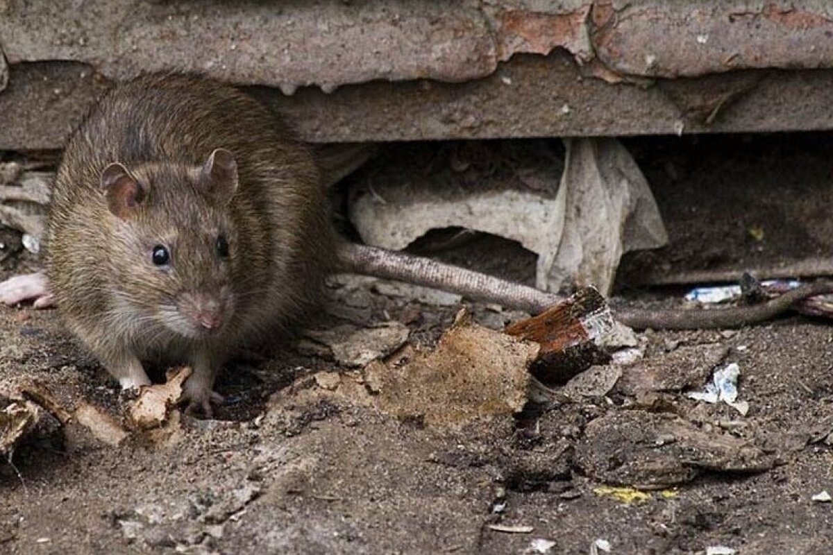 Navždy zapomenou cestu: co dát do sklepa na ochranu před myšími a krysami – nejlepší ochrana