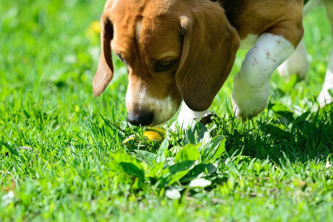 Jíst trávu není pro vašeho psa vždy bezpečné: případy, kdy je nutné okamžitě vyhledat veterináře