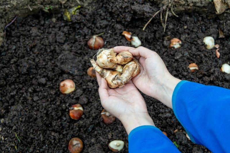 Cibulovité květiny, které není třeba vykopávat. Po zimování v zemi krásně kvetou