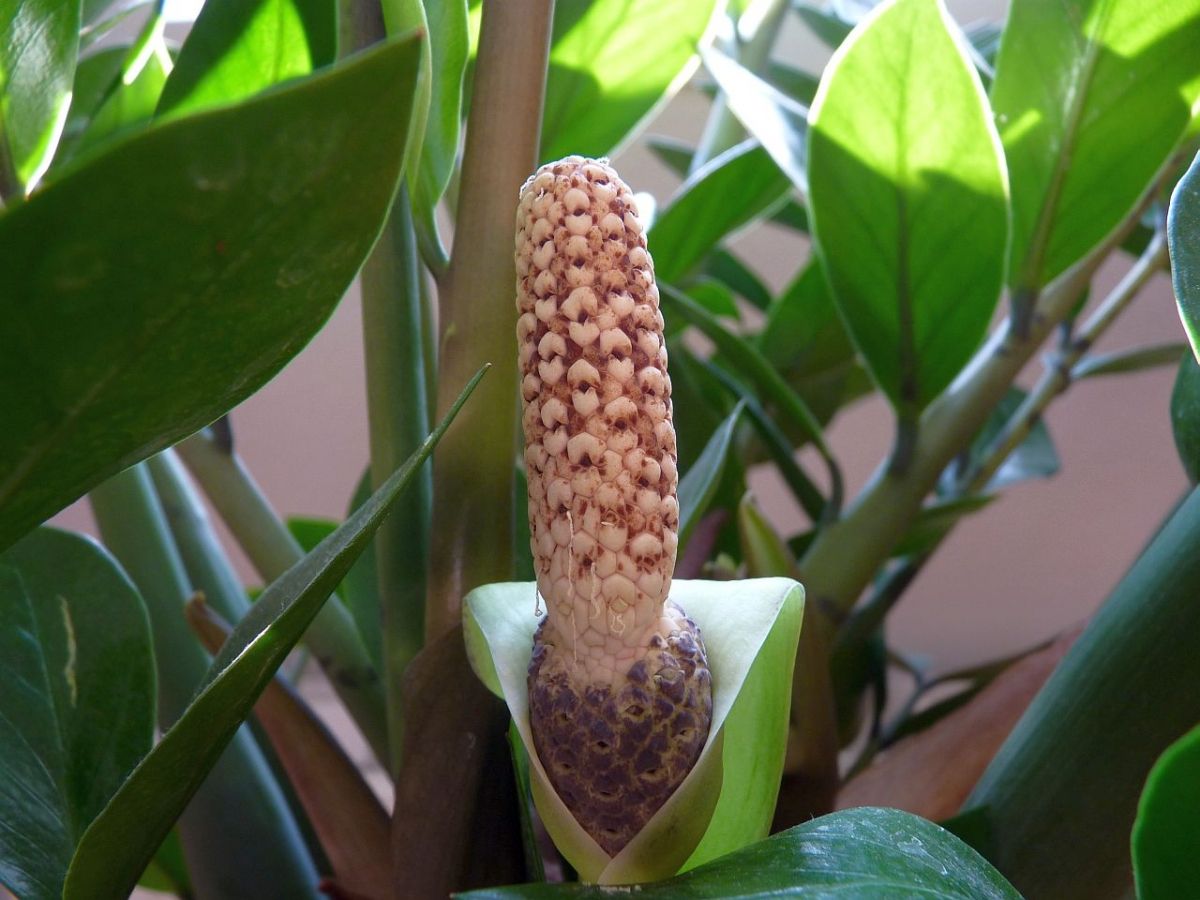 Místo kávy zalijte květinu. Zamioculcas vypustí nové výhonky