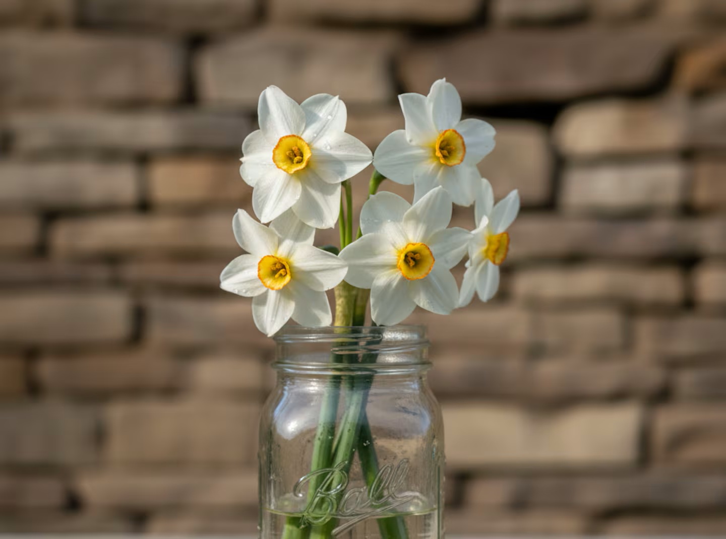 Rostlina, která dává voňavé květy a roste v jakékoli nádobě.