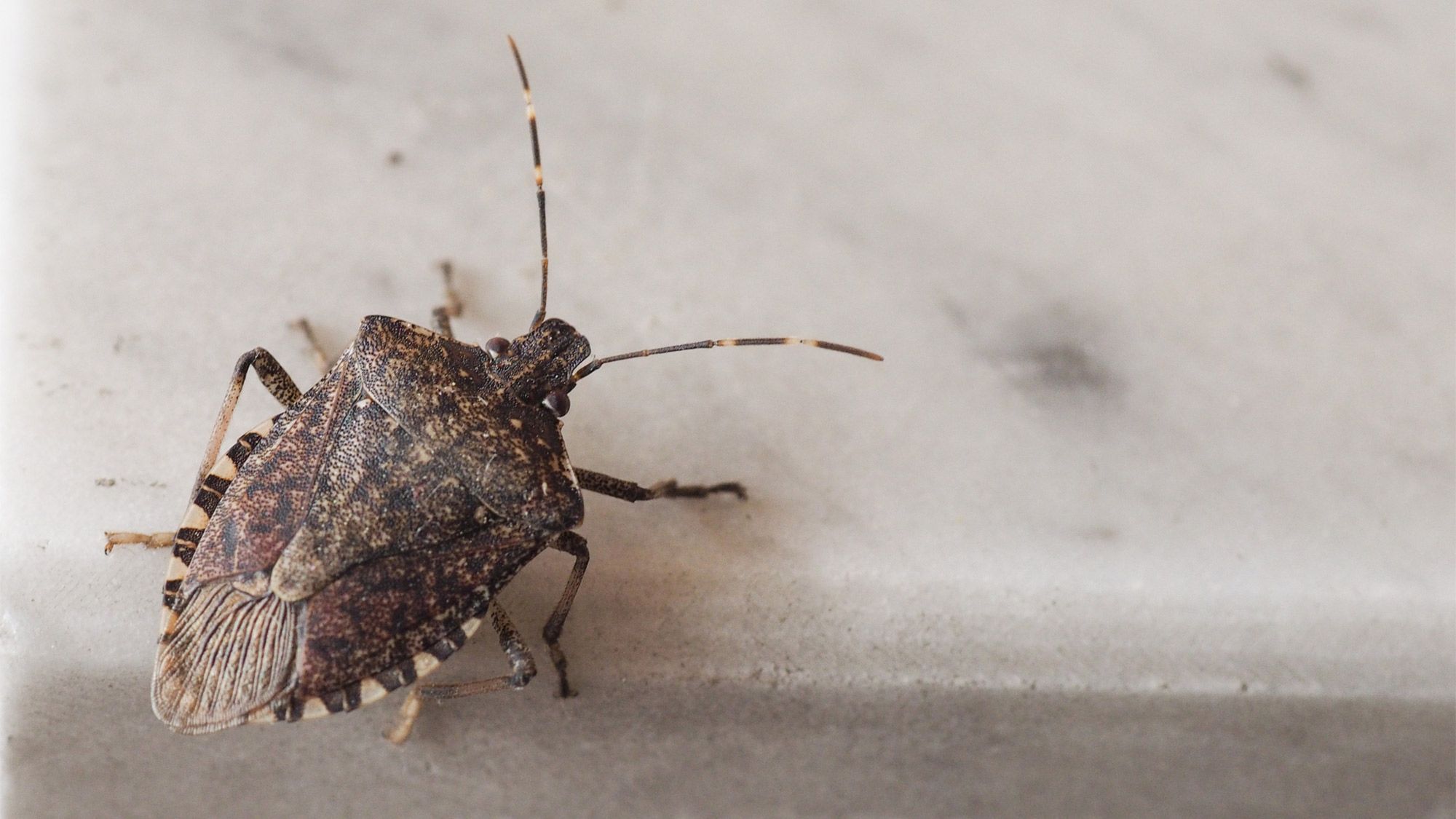 Pozor: proč byste nikdy neměli odstraňovat pavouky pomocí vysavače