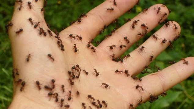Žádné pasti, žádné insekticidy: jednoduchý profesionální trik, jak se zbavit invaze létajících mravenců ve vašem domě