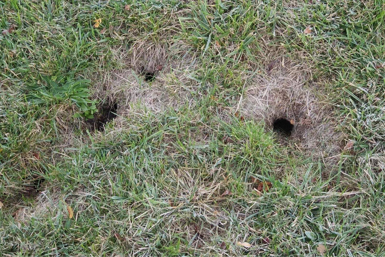 Díry v zahradě? Za to mohou tato zvířata