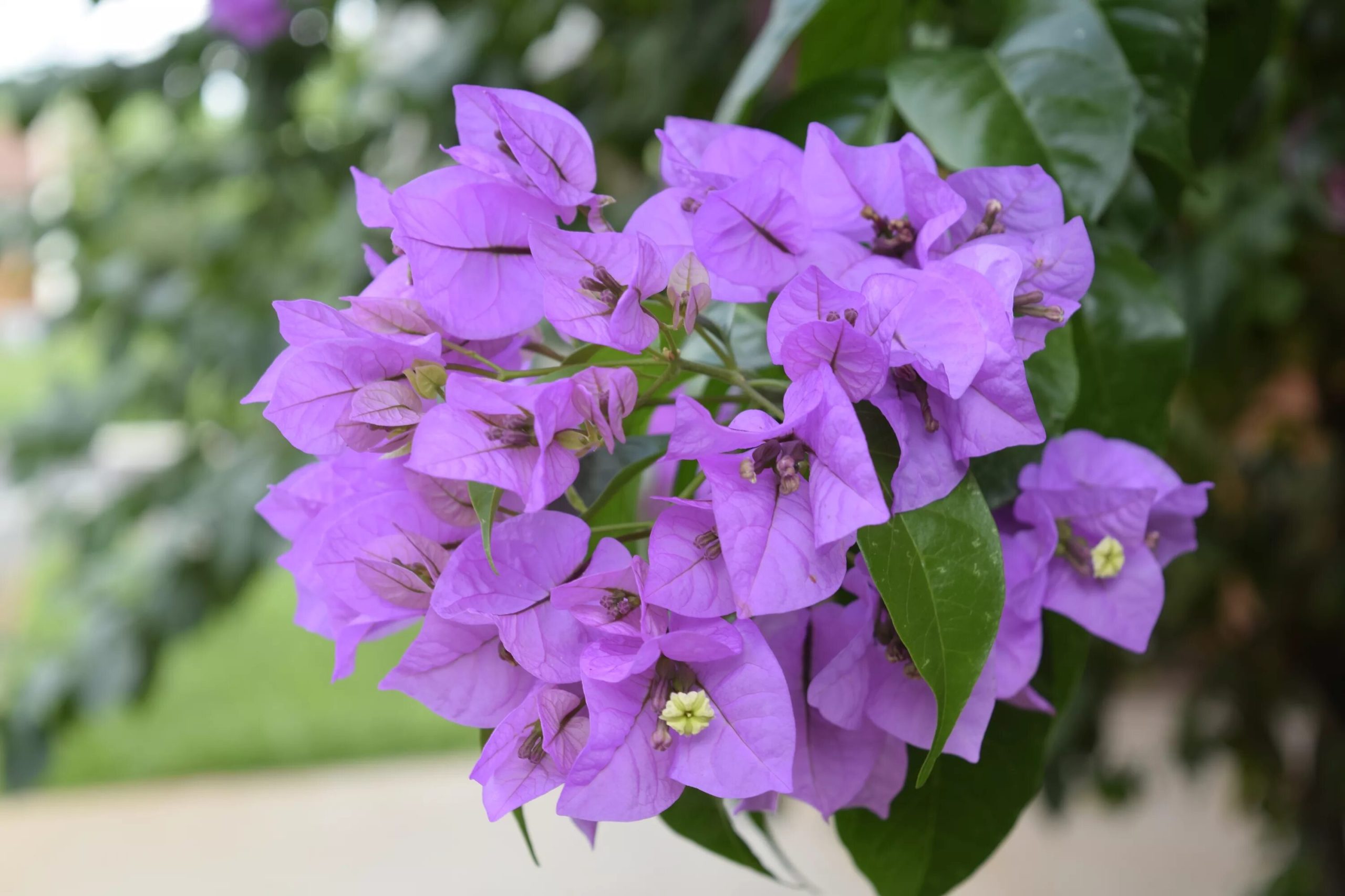 Jak se starat o bougainvilleu v říjnu, aby rozkvetla a proměnila zahradu v oázu