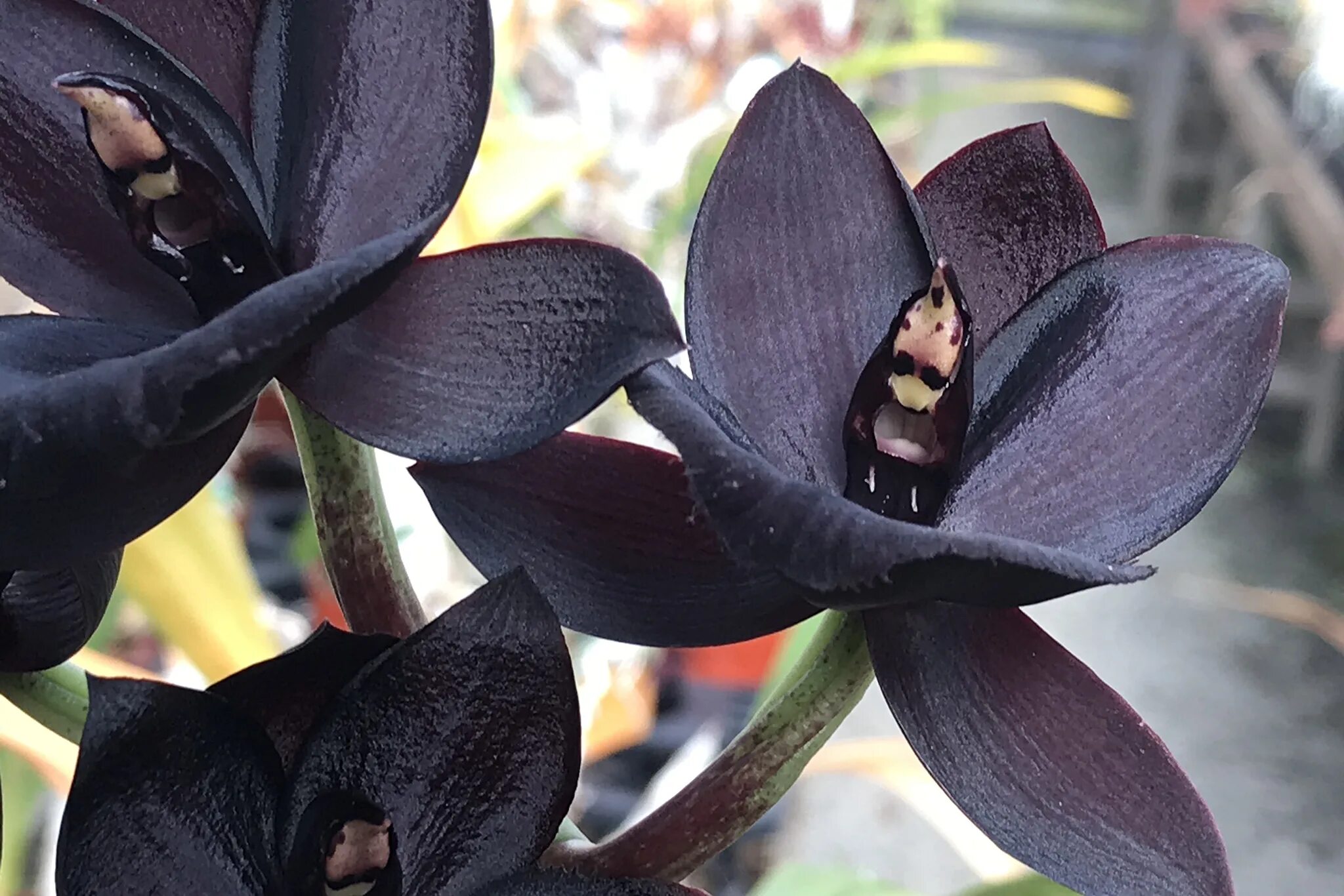 Není růžová ani bílá. Tato orchidej je skutečným hitem mezi květinami
