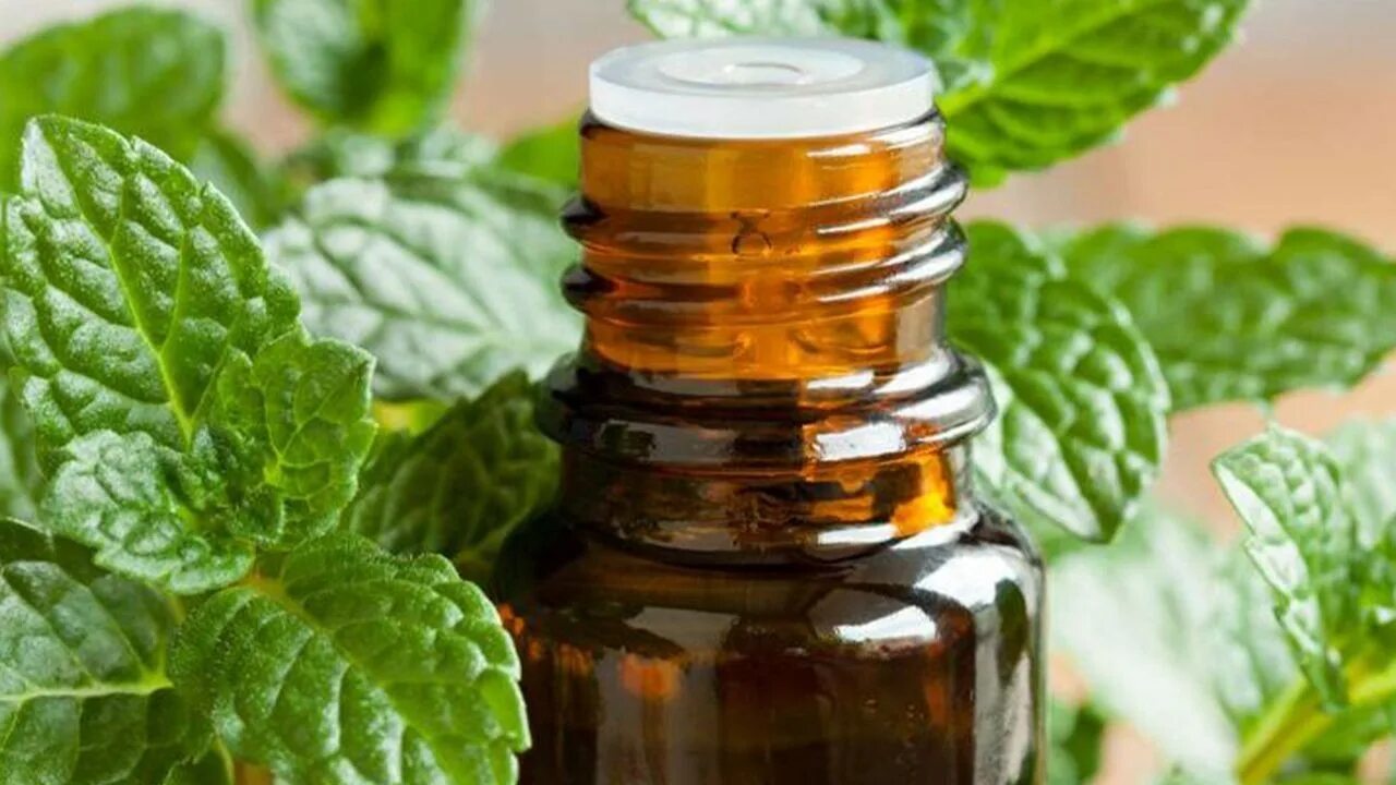 Navždy zapomenou cestu: co dát do sklepa na ochranu před myšími a krysami – nejlepší ochrana