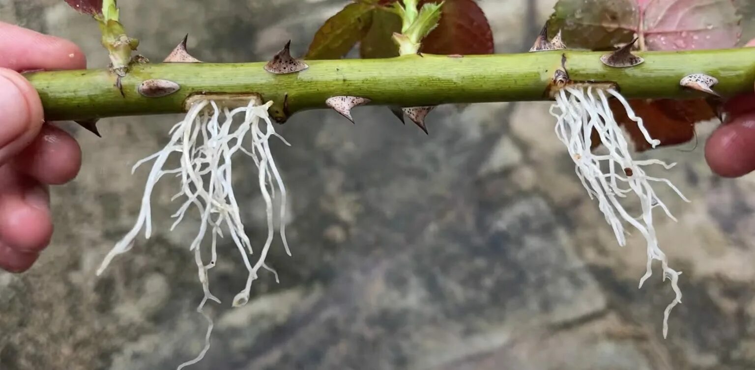 Jak zakořenit jakékoli řízky za jeden den: stoprocentní metoda zahradníka