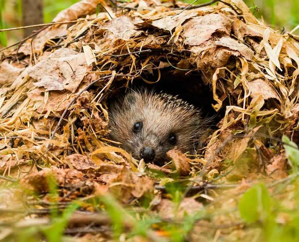 Ježci se usadí ve vaší zahradě – co dělat na podzim