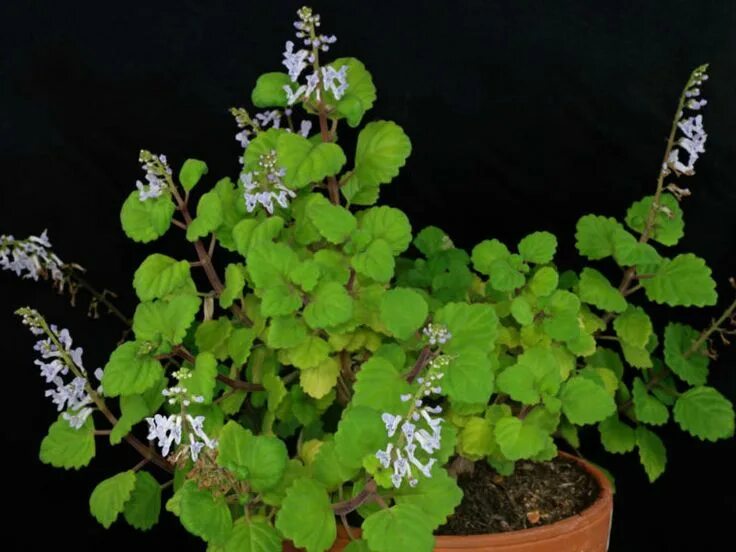 Co podle feng-šuej znamená, když ve vašem domě kvete dolarové stromky?