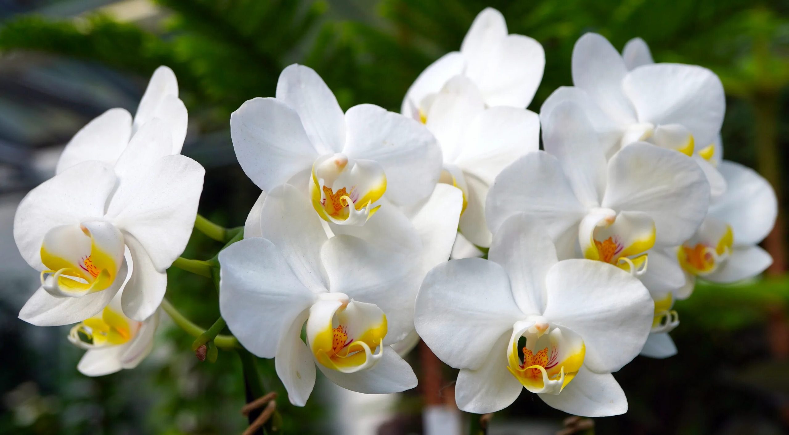 Zalijte orchidej a bude růst jako bláznivá. Stačí jedna ingredience