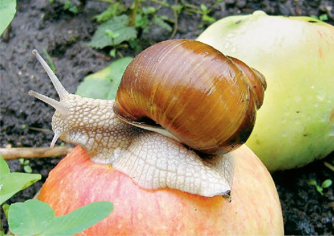 Nasypte, rozpusťte a postříkejte záhony. Výsledek? Na jaře ani jedna šnek.