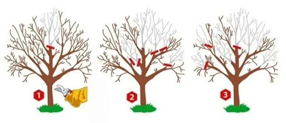 Proč prořezávání jabloní zvyšuje úrodu: jak správně rozložit energii stromu