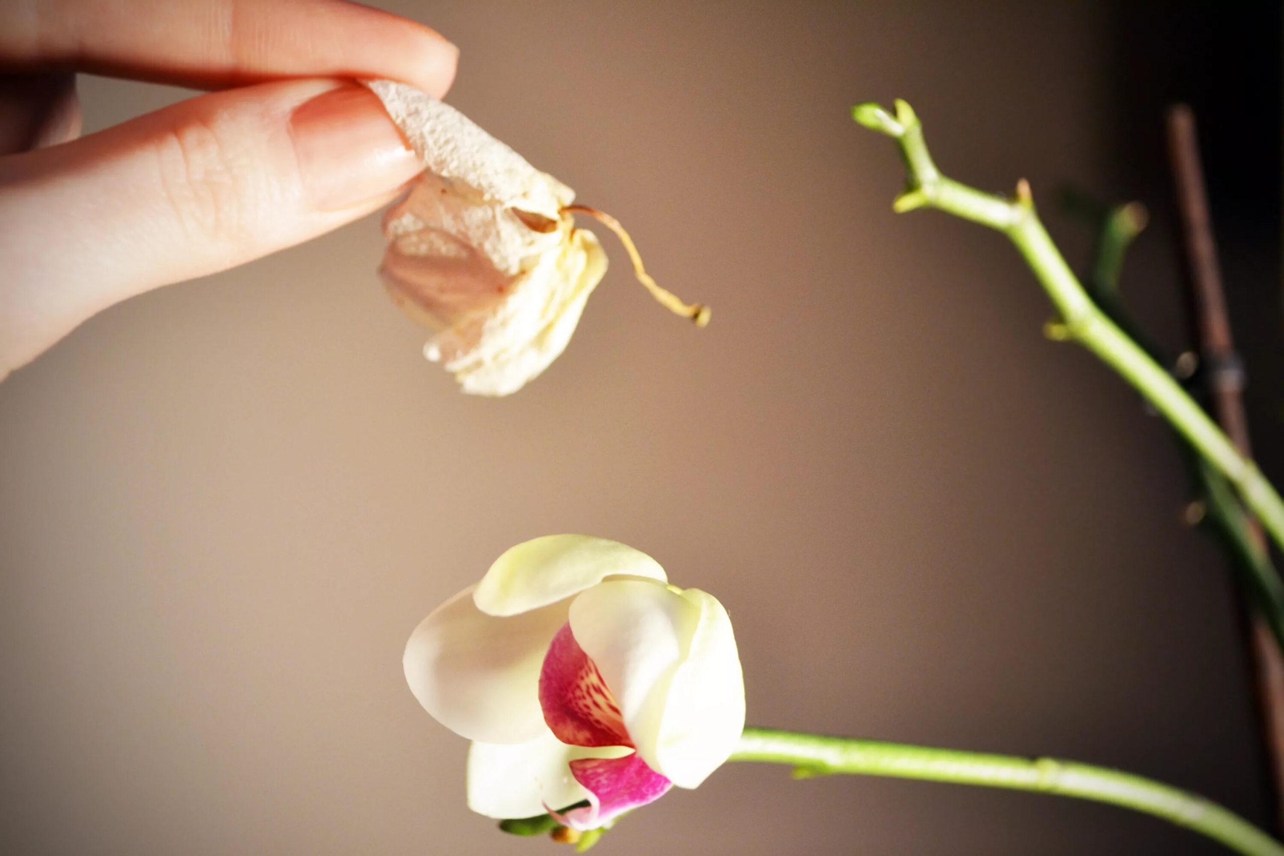 Orchidej ztrácí poupata? Příčiny a způsoby řešení problému