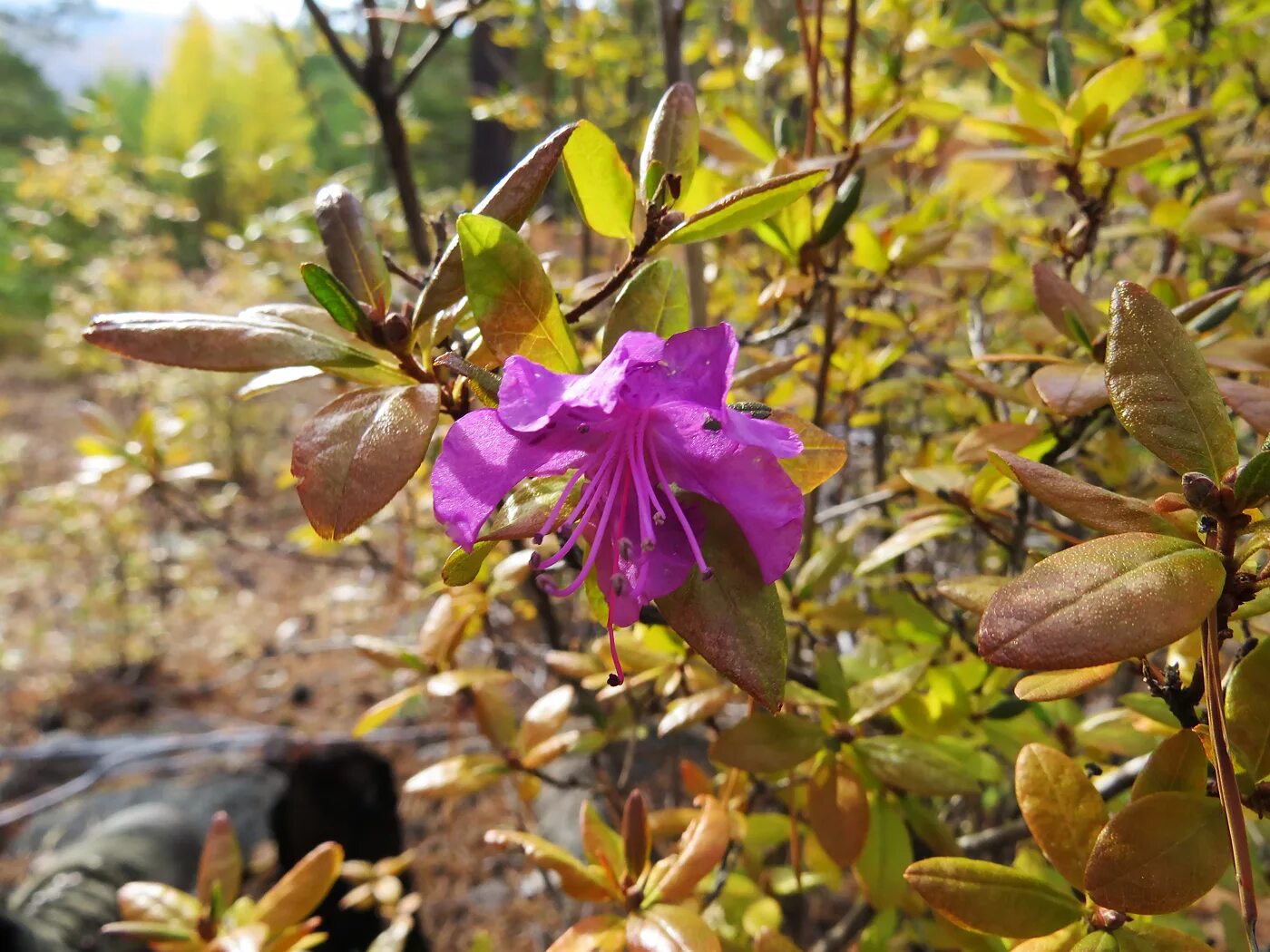 Jedna chyba a nikdy nekvetou. Jak připravit půdu pro rododendrony?