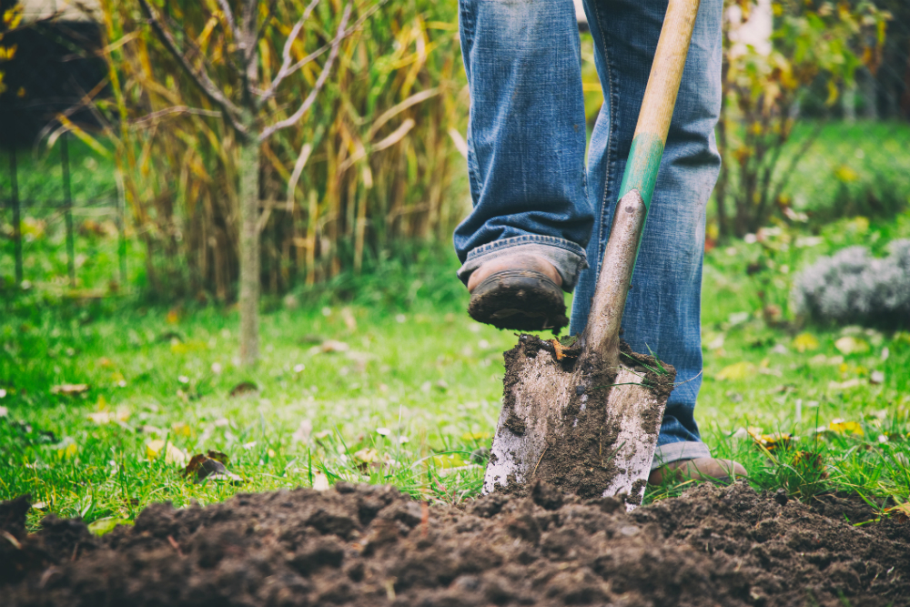Je nutné na zimu překopat zahradu: profesionální agronomové dali definitivní odpověď